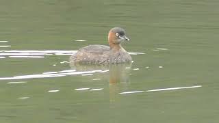 カイツブリ　きょうの浮間公園１（２０２４年１０月２６日（土）撮影）