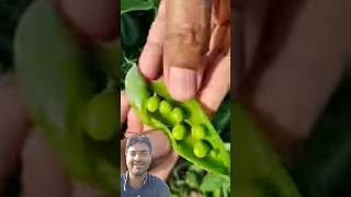 मटर sabji #shorts #shortsfeed #food #ytshorts #agriculture #farming #satisfying #vegetables