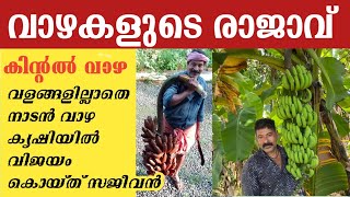 ചെലവുകളില്ലാതെ വാഴക്കൃഷിയിൽ വിജയം കൊയ്തു പെരുമ്പാവൂരുകാരൻ സജീവൻ  Sajeevan koovapady