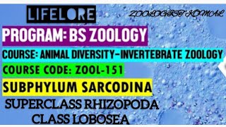 Superclass Rhizopoda from subphylum Sarcodina #SARCODINA #RHIZOPODA #protozoa  #millerandharley #bsc