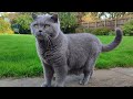 British Shorthair Kingdom