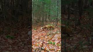 Our Best Fox Capture Yet!!! #KillarneyOntario #NatureVideos #KillarneyProvincialPark