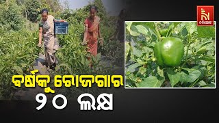 Meet Successful Youth Farmer Of Kalahandi, Earning 15 to 20 Lakhs Through Capsicum Farming |