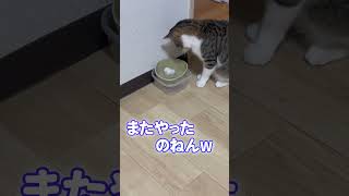 【キジ白猫】大きいボールに気乗りしない猫がいつもサイズで・・・＃shorts