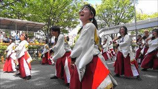 東京都 早稲田大学＂踊り侍＂・表参道アヴェニュー2024年8月25日。