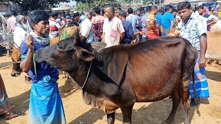 @ শনিবার ৮/২/২৫ | দেশী ও ক্রাস মাংস উৎপাদনের উপযোগী শুকনো গাভী গরুর দাম | বারোবাজার গরুর হাট