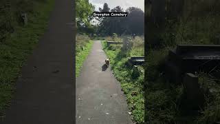 Exploring Brompton Cemetery: Eerie Crow Sounds \u0026 Halloween Atmosphere! 🦇