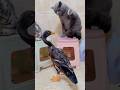 Cat and duck funny fight #cat #duck #kitten #kucing