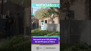 Secuestraron 125 PLANTAS DE MARIHUANA en Roca