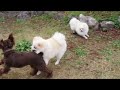 【子犬のしつけ教室】お庭で遊ぼう♪