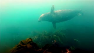 Spearfishing Wales EP2 - Diving with friendly Seals \u0026 Bass