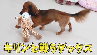 キリンと戦うダックス　🐶ひみつきちなう！#1🐶  (チワワ ミニチュアダックス 柴犬 トイプードル ビションプー ビションフリーゼ マルチーズ) 2021年6月10日