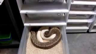 2015 January Updates part 1 (ball python breeding)