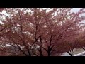 河津桜 岡崎市 乙川 mar 26 2014