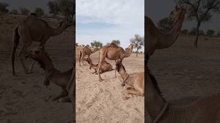 الجمال يجلس بهدوء. #shorts  #arbic #desert #thar