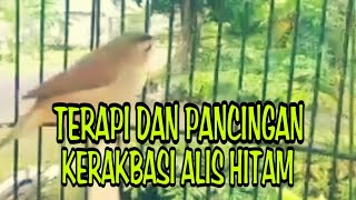 TERAPI DAN PANCINGAN KERAK BASI ALIS HITAM !!!!