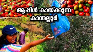 Kanthalloor fruits farm Apple strawberry | Cheeni Hills Farm | Kanthalloor Munnar  tourist places