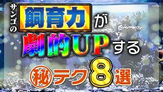 サンゴ飼育の(秘)テクニックをもう一度チェック！【2025年1月号 vol.1】