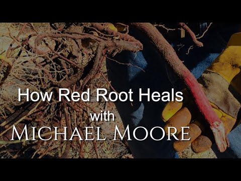 How much is red root?