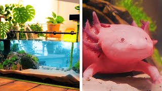 I MADE A NEW HOME FOR AXOLOTL! And other incredible projects for pets