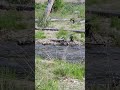 Water Ouzel aka American Dipper #rapids #whitewater #birds #montana #fieldtrip