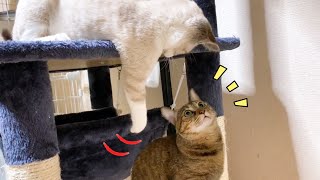 お姉ちゃん猫に遊びたいアピールを頑張る子猫♪