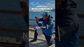 2024年11月20日あわかんでお魚釣りましたー♪IN淡路島