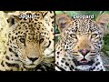 JAGUAR VS LEOPARD Who will win this battle?
