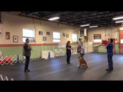 Saju, AKC Obedience, Novice B, 1st Place, HIT! - YouTube