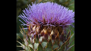 Let vegetables flower: they are beautiful, and you can collect free seeds.