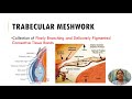 histology of corneal limbus corneoscleral junction scleral spur