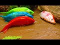 stop motion asmr the rainbow koi fish disguises eggs to trap eels cartoon stop motion fish asmr