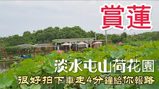 賞蓮 淡水屯山荷花園 很好拍下車走4分鐘給你報路#打卡地 #輕旅遊 #新北市 #賞花 #賞花景點 #荷花 #蓮花 #淡水