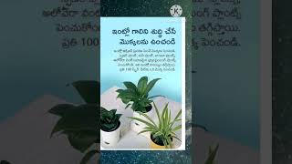 ఇంట్లో ఎలాంటి మొక్కులు పెచుకోవాలి.. Dharma sandehalu ..చిట్టి తంత్రాలు.#viral #youtube shorts🕉️🙏