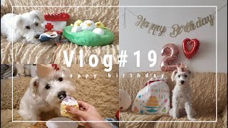 【Eng sub】vlog：白シュナふうぴ2歳の誕生日♡Happy 2nd birthday!!! 飾り付け、公園まで散歩、プレゼント開封、誕生日ケーキ etc..