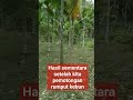 Hasi kebun sementara setelah kita potong rumput