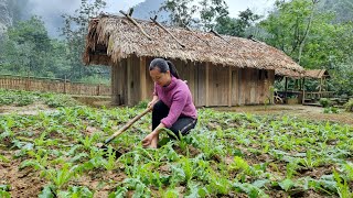 Build Organic Garden, Care Farm Animals | lý thị ca