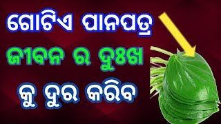 ଏକ ପାନ ପତ୍ର ଟୁଟକା ଜୀବନ ବୋଦଳି ଦେବ ନିହାତି ଦେଖନ୍ତୁ ||Betel Leaf Change Your Life||Tutka Guru