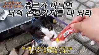 베트남 고양이의 살벌한 첫 츄르 먹방 도전기(내 손모가지는 제발 뜯지마 🤣🤣🤣)