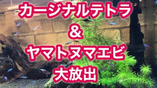 【熱帯魚の飼い方】カージナルテトラとヤマトヌマエビを購入し癒され中❣️