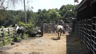 7-15-11BOHorsesVideo 591.MP4