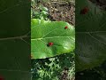 aarudra purugu video 🌧🌧🐞🐞🐞🌧🌧