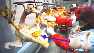 How to Farming Goose- Modern Goose Agriculture Technology, Meat and Foie Gras Foie Gras processing