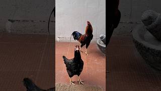 கோழி மட்டும் ஒரு உயிர் இல்லையா🤣🤣#funny_chicken #kozhi_koothugal #trending #youtubeshorts #shortsfeed