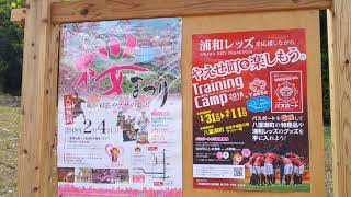 Japan Okinawa Yaese Park（Cherry Blossom Festival）2018.02.08