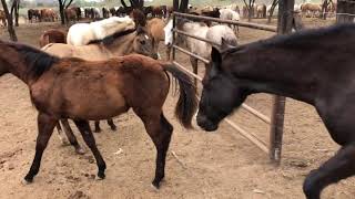 RANCHOLAROSA.YEGUAS SALIENDO DEL CORRAL(EJEMPLARES EN VENTA)#CUARTODEMILLA