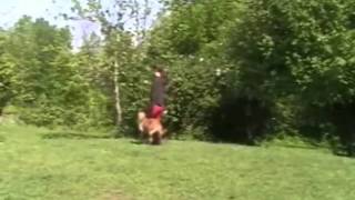 Nova Obedience (CKC and Schutzhund)