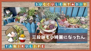 【多肉植物】あっちこっち剪定と三段鉢の仕立て直し【succulent】