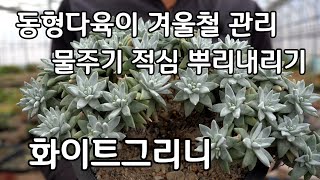 동형 다육이 종류 겨울철 물주기 관리 화이트그리니