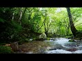 【自然の音 4k映像】せせらぎ街道、川霧と雨上がりの景観 japan in 4k